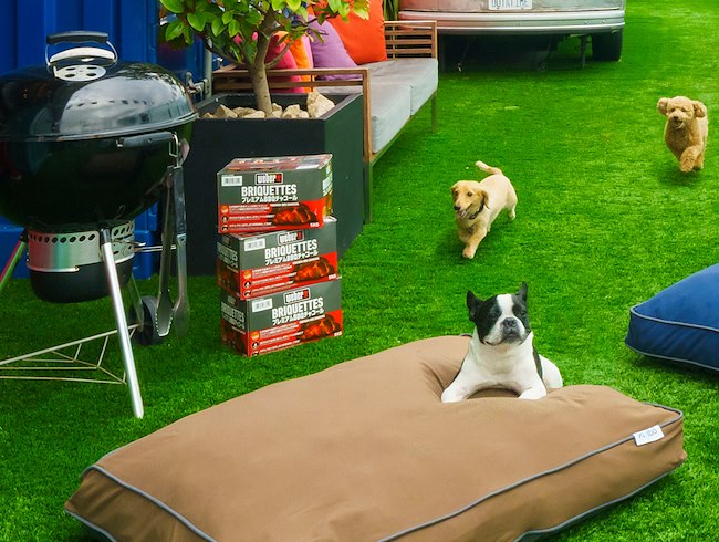 Spend the Day with “Doggybo” at a Sky-High Dog Run