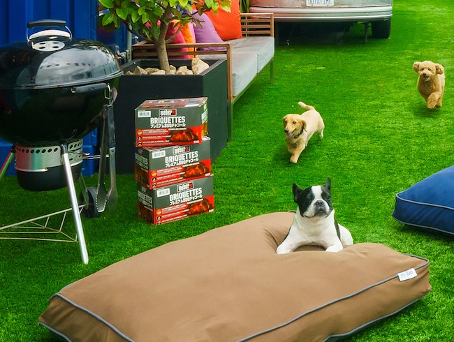 昼は"Doggybo"と過ごす天空のドッグラン